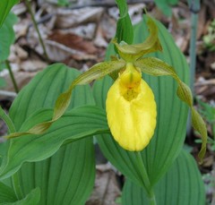 Cypripedium