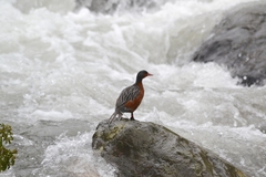 Merganetta armata armata