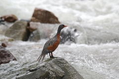 Merganetta armata armata