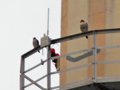 Falco peregrinus