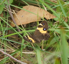 Tisiphone abeona albifascia