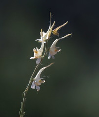 Delphinium leptocarpum