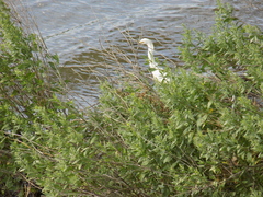 Egretta thula
