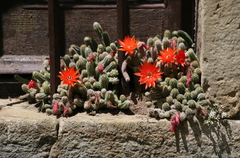 Lobivia silvestrii