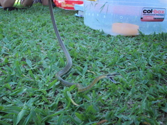 Leptophis ahaetulla marginatus