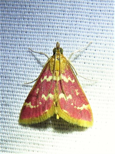 Raspberry Pyrausta Moth photo 4
