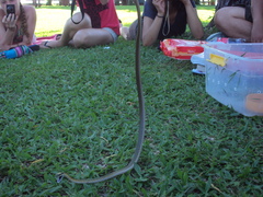 Leptophis ahaetulla marginatus