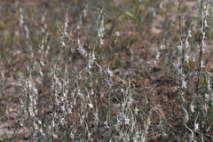 Delphinium leptocarpum