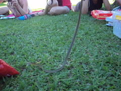 Leptophis ahaetulla marginatus