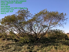 Leucaena pulverulenta