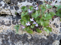 Cymbalaria muralis
