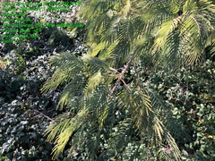 Leucaena pulverulenta