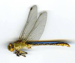 Ophiogomphus severus