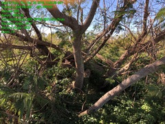 Leucaena pulverulenta