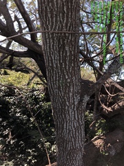 Leucaena pulverulenta
