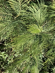 Leucaena pulverulenta