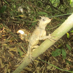 Acanthosaura phuketensis