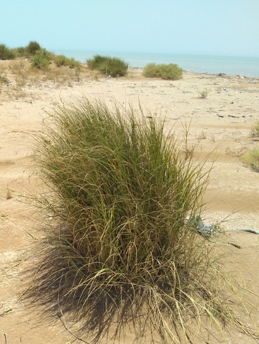 Halopyrum mucronatum