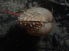 Acanthocardia aculeata