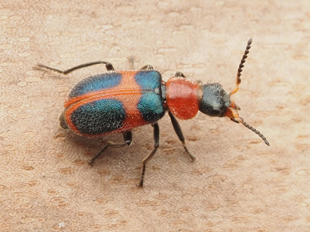 Four-spotted Collops