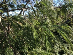 Leucaena pulverulenta