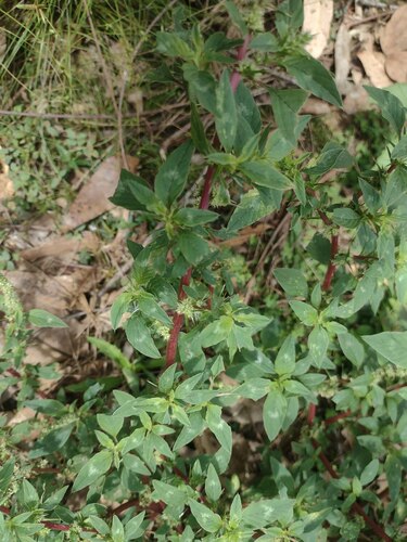 Amaranthus spinosus observed 2023-06-19