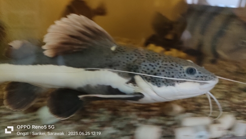 Red Tail Catfish