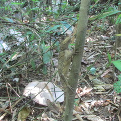 Acanthosaura phuketensis