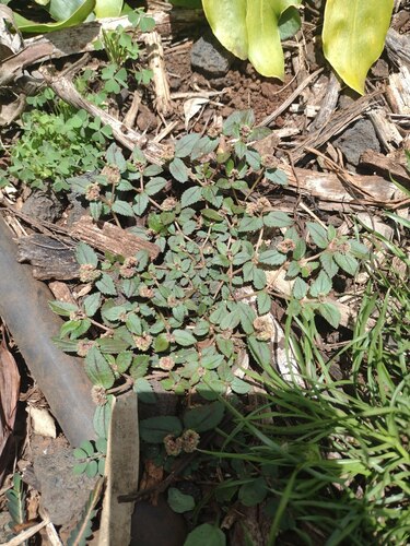 Euphorbia ophthalmica, 2023-06-19