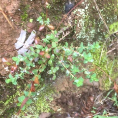 Hypericum anagalloides