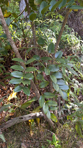 Polyscias waimeae observed 2023-06-24