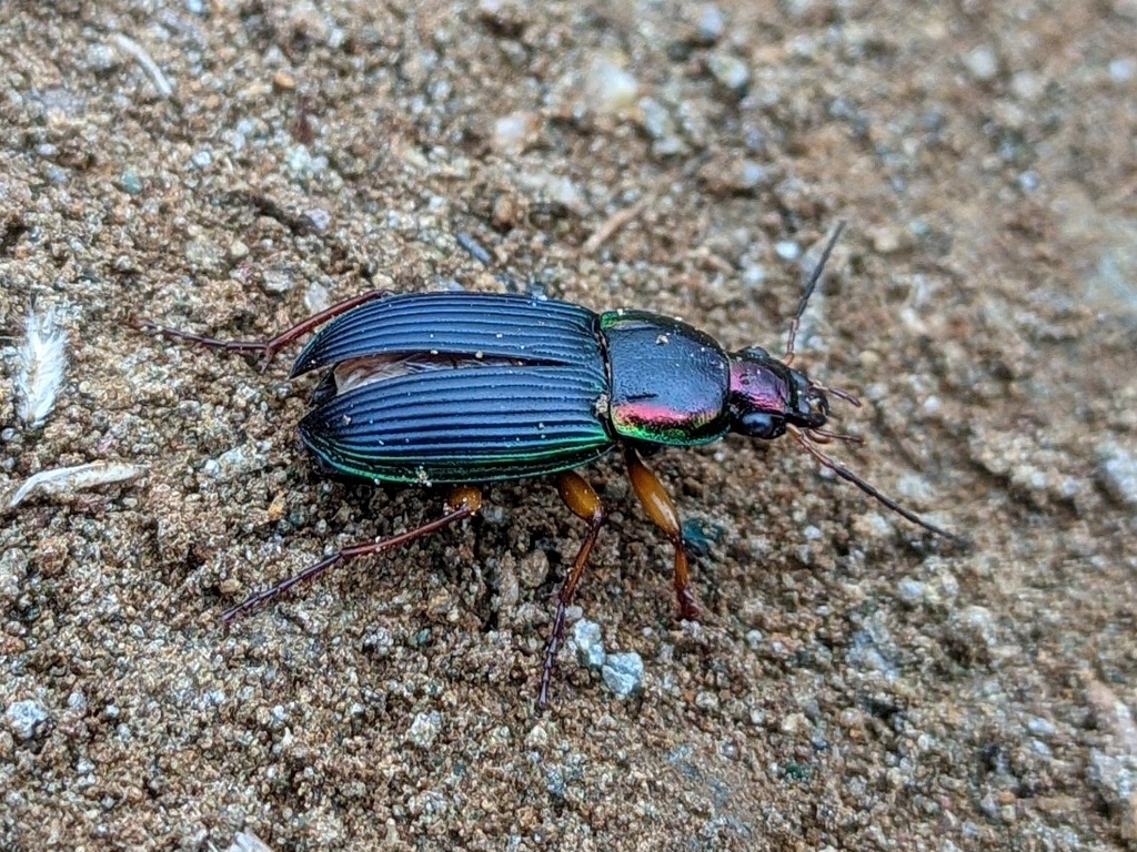 Chlaenius chlorodius