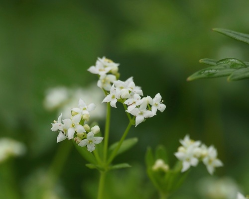 White Dahurian bedstraw (Galium tokyoense)