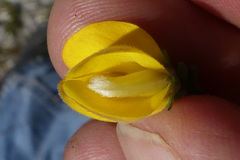 Aspalathus oblongifolia