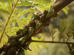 Umbonia