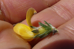 Aspalathus oblongifolia