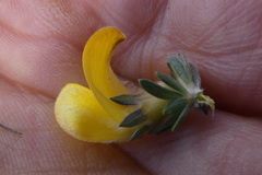 Aspalathus oblongifolia