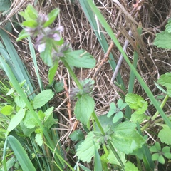 Stachys ocymastrum