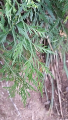 Asplenium haurakiense