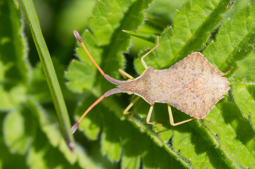 Rhombic Leatherbug, photo 2 of 10