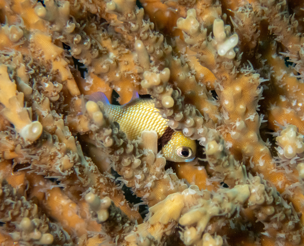 Reticulate dascyllus