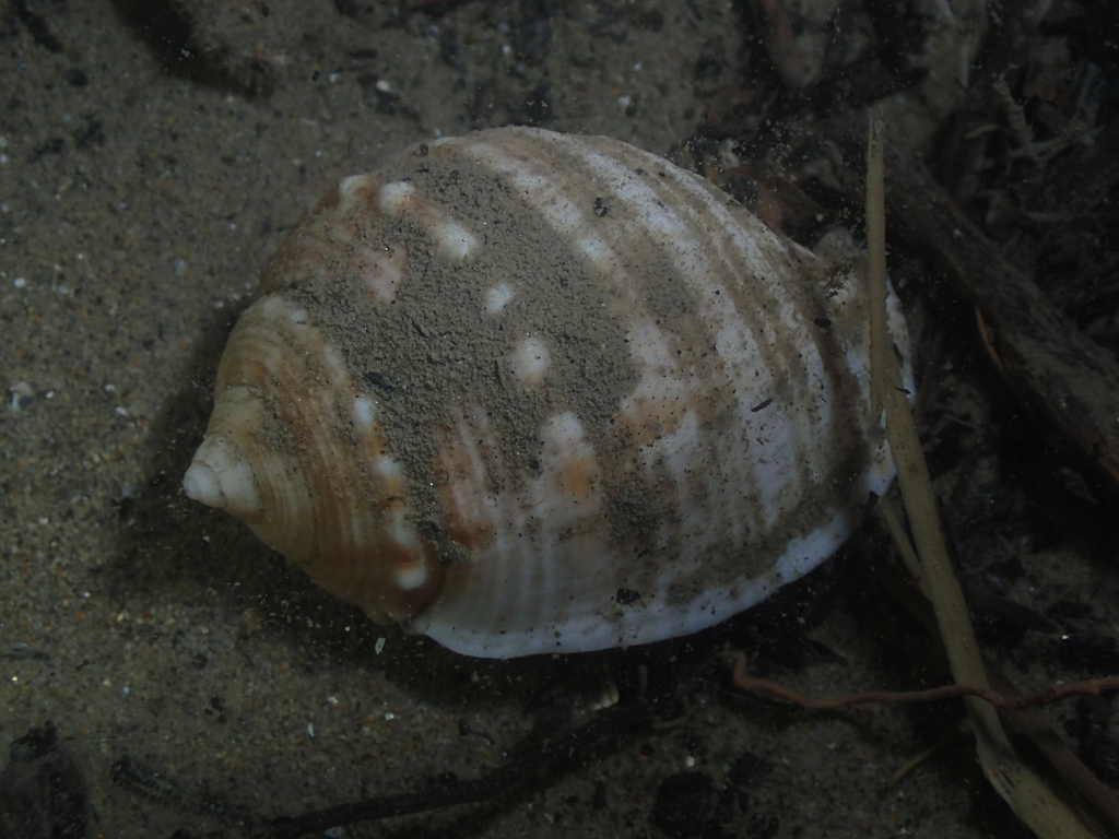 Mediterranean spiny bonnet