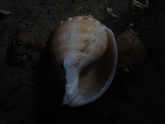 Galeodea echinophora