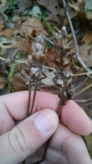 Prunella vulgaris lanceolata