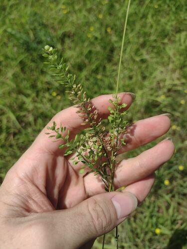 Lepidium virginicum observed 2023-06-19