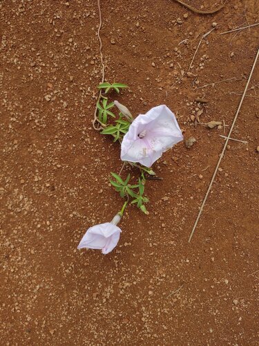 Ipomoea cairica observed 2023-06-19