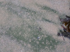 Tetraselmis convolutae