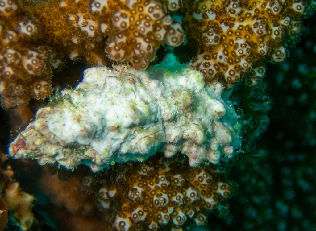 Prickly Horn Snail