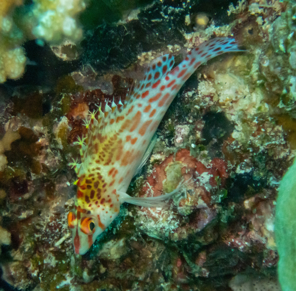 Dwarf hawkfish