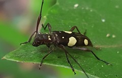 Sporetus inexpectatus